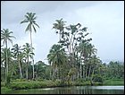 guasimo-003.JPG