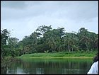 guasimo-004.JPG