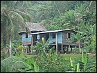 guasimo-005.JPG