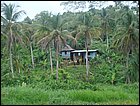 guasimo-006.JPG