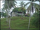 guasimo-009.JPG