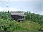 guasimo-010.JPG
