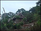 guasimo-012.JPG