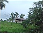 guasimo-014.JPG