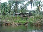 guasimo-016.JPG