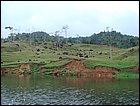 guasimo-017.JPG