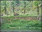 guasimo-018.JPG