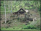 guasimo-019.JPG