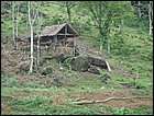guasimo-020.JPG