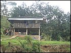 guasimo-021.JPG