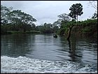 guasimo-022.JPG