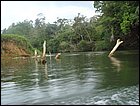 guasimo-023.JPG