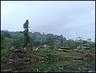 guasimo-025.JPG