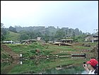 guasimo-026.JPG
