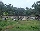 guasimo-031.JPG