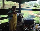 guasimo-037.JPG
