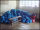 guasimo-038.JPG