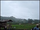guasimo-041.JPG