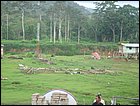 guasimo-050.JPG