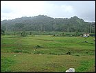 guasimo-052.JPG
