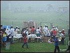guasimo-055.JPG