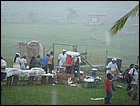 guasimo-056.JPG