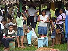 guasimo-066.JPG