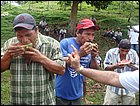 guasimo-111.JPG