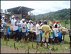 guasimo-130.JPG