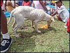 guasimo-145.JPG