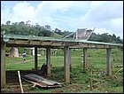 guasimo-150.JPG