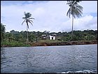 guasimo-151.JPG
