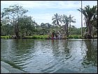 guasimo-152.JPG