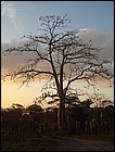 guasimo-162.JPG