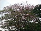 walkathon-02.JPG