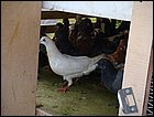 walkathon-105.JPG