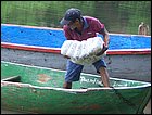 lagarterita-10.JPG
